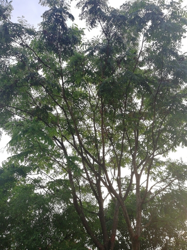 Adenanthera pavonina