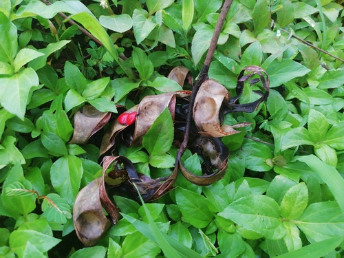 Adenanthera pavonina