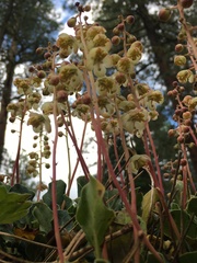 Pyrola dentata