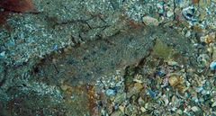 Apostichopus japonicus