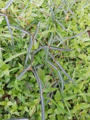 Hemidesmus indicus