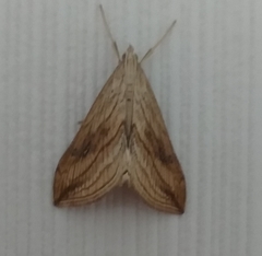 Evergestis forficalis