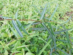 Hemidesmus indicus
