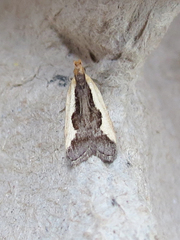 Dichomeris inserrata