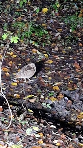 Chocha perdiz (Scolopax rusticola)