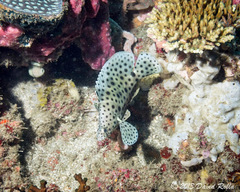 Chromileptes altivelis