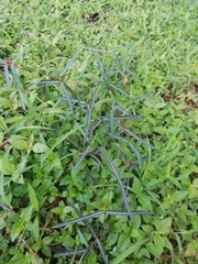 Hemidesmus indicus