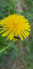 Cortodera femorata