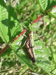 Omocestus