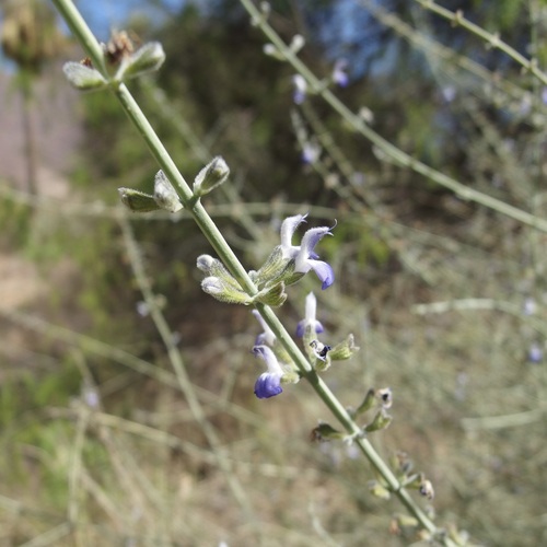Image of Salvia palmetorum by (c) Sue Carnahan, some rights reserved (CC BY)