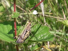 Omocestus