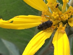 Acmaeodera idahoensis