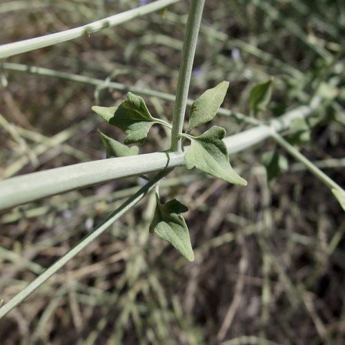 Image of Salvia palmetorum by (c) Sue Carnahan, some rights reserved (CC BY)