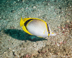 Chaetodon selene