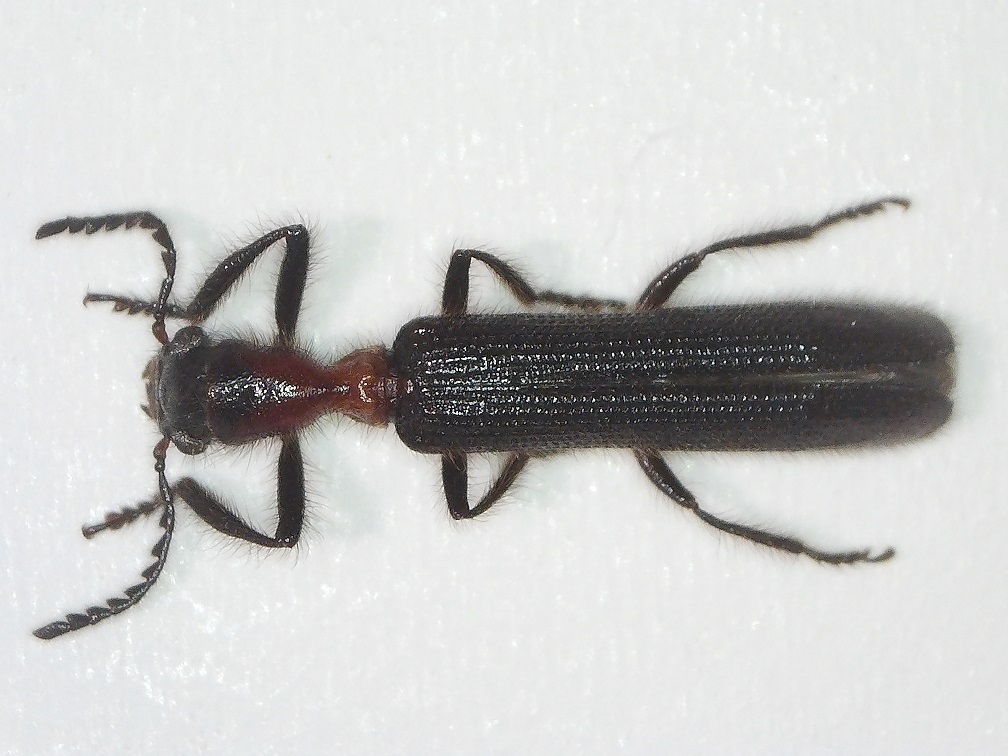 Cladiscus obeliscus