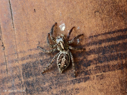 Pantropical Jumping Spider
