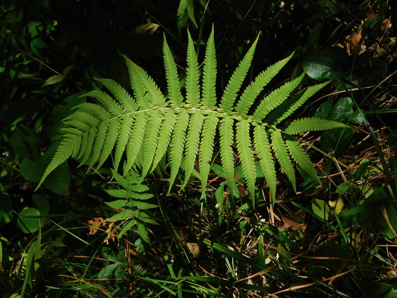 Pelazoneuron kunthii