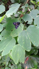 Exsula dentatrix albomaculata