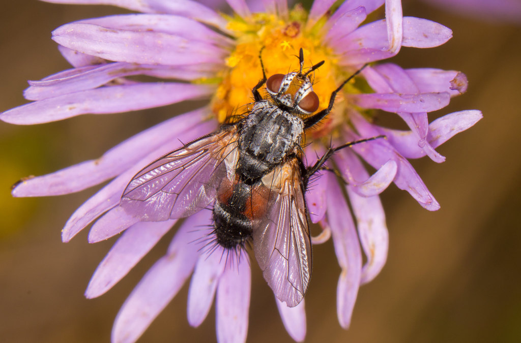 Aphria ocypterata