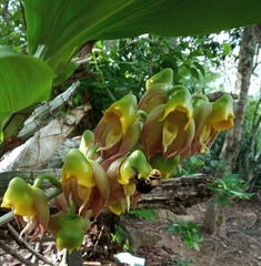 Orquídea cabeza de monje