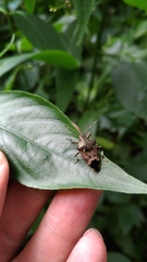 Eocanthecona concinna