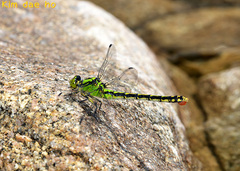 Ophiogomphus obscurus
