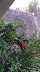 Tramea virginia