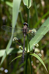 Phanogomphus lividus