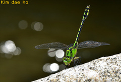 Ophiogomphus obscurus