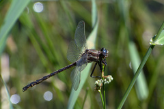 Phanogomphus lividus