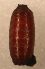 Pegomya flavifrons