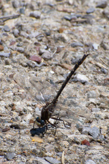 Phanogomphus lividus