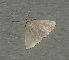 Zanclognatha pedipilalis