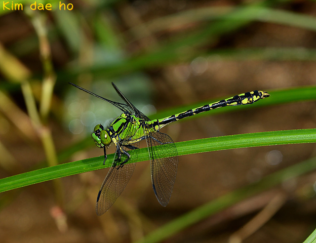 Ophiogomphus obscurus
