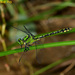 Ophiogomphus obscurus - Photo (c) Kim Dae Ho, some rights reserved (CC BY-NC), uploaded by Kim Dae Ho