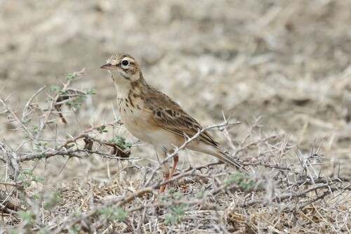 African Pipit (Anthus cinnamomeus), photo 9