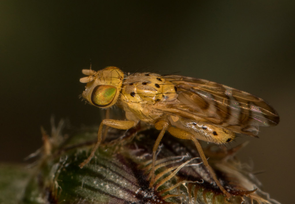 Yellow Starthistle Peacock Fly