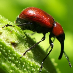 Merhynchites wickhami