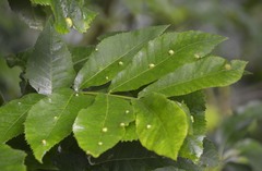 Phylloxera williamsi