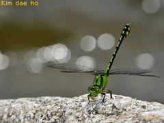 Ophiogomphus obscurus
