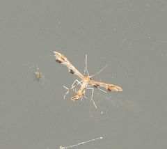 Geina periscelidactylus