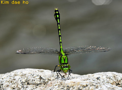 Ophiogomphus obscurus