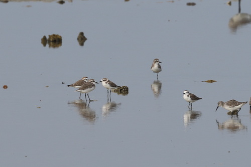 Kentish Plover