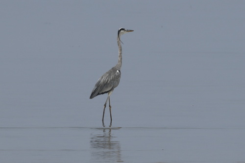 Grey Heron