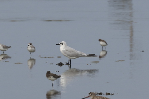 Gull-billed Tern