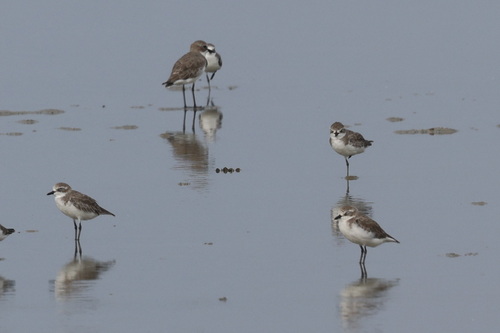 Tibetan Sand-Plover