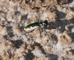Eunota circumpicta