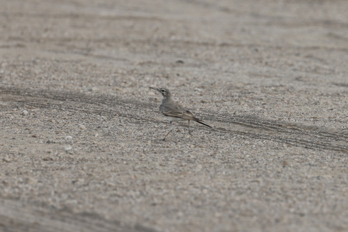 Greater Hoopoe-Lark