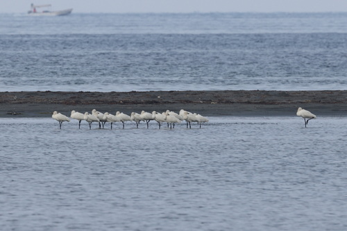 Eurasian Spoonbill