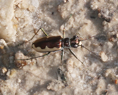 Eunota circumpicta